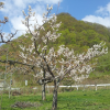 平成26年 今年も花がたくさん咲きました