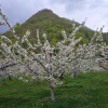 令和2年 果物の花が咲きました