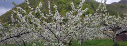 令和2年 果物の花が咲きました