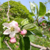 R2・5/25 リンゴの花が満開です
