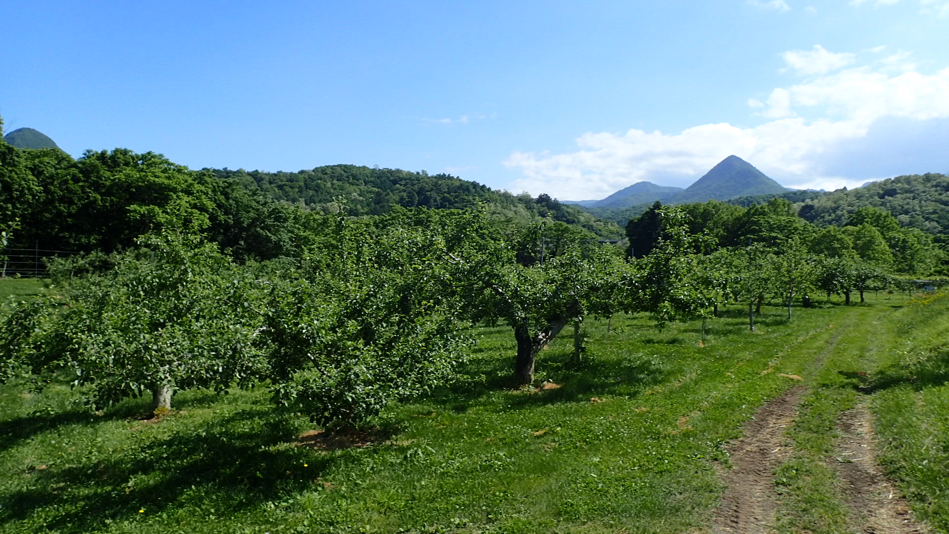 函館近郊産豊後梅20キロサイズL以上 函館近郊産豊後梅20キロサイズL以上 函館近郊産豊後梅20