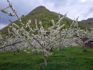 200514 hp 桜桃の花 (2)