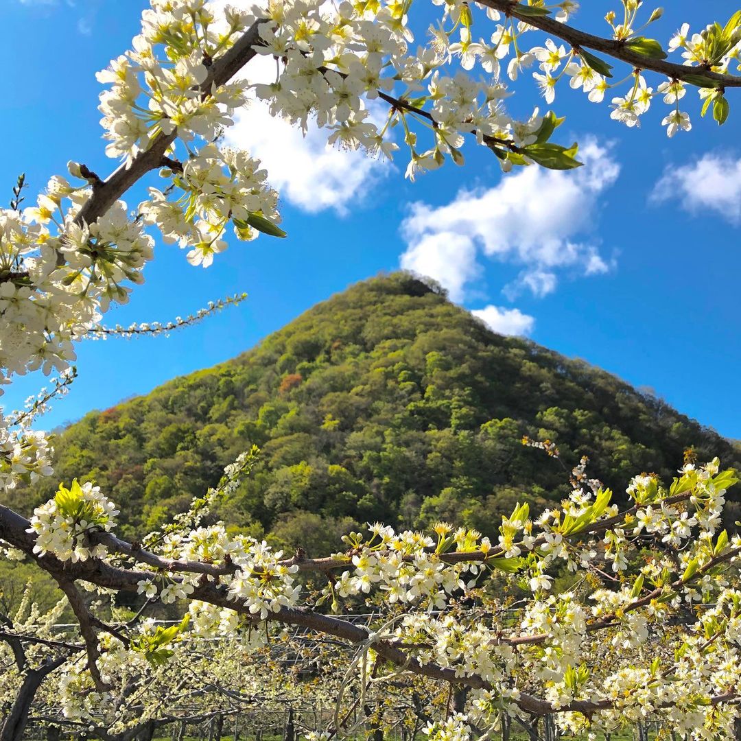 砥山ふれあい果樹園 料金